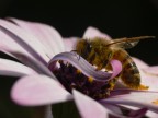 Micro world