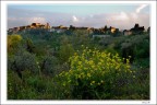 Fiori gialli a Lari Fiori gialli a Lari
