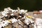 formica tra i licheni formica tra i licheni