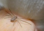 micro spider micro spider