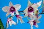 Orchidea_1 Orchidea_1