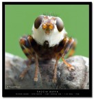 Faccia buffa Faccia buffa