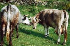 coccole bovine coccole bovine