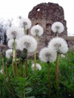 Rovine di Castelseprio Rovine di Castelseprio