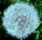 TARASSACO CRISTALLIZZATO TARASSACO CRISTALLIZZATO