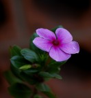 Lucentezza viola Lucentezza viola