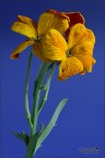 Violaciocca  gialla