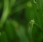 occhiolino... occhiolino...