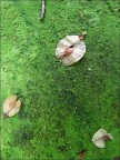 petali