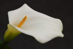 calla 3 calla 3