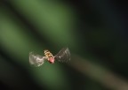 lulù in volo lulù in volo