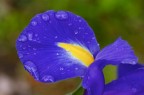 Il colore viola Il colore viola