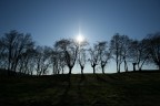 alberi controluce alberi controluce