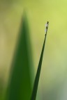 Geometria variabile Geometria variabile