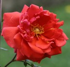 ROSA FINO ALLA FINE ROSA FINO ALLA FINE