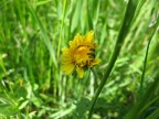 giallo timido giallo timido