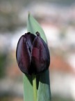 Tulipano nero