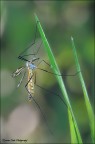 Tipula Tipula