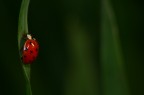 coccinella2 coccinella2