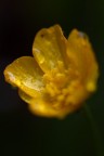 fiore garganico
