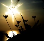 Controluce Controluce