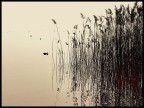 Acqua calma. Acqua calma.