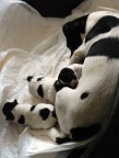 Cucciolata di Jack Russell Terrier...

Mamma Agata e Giorgio, Edoardo e Livia