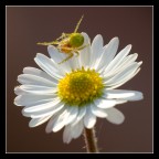 Green Spider Green Spider