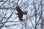 Aquila???