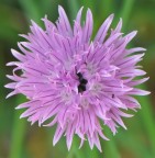 fiore d'erba cipollina fiore d'erba cipollina