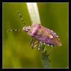 Cimice Rossa Cimice Rossa