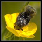 Cetoniette Pelose Cetoniette Pelose