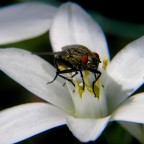 Nero su bianco Nero su bianco