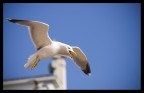 Seagull's scream Seagull's scream