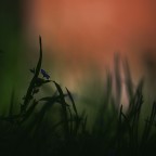 Fior di notte Fior di notte