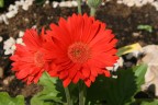 Gerbere Gerbere