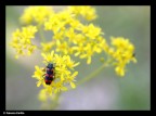 Trichodes