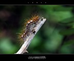 :: LARVA... :: LARVA...