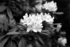 Fiore Fiore