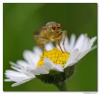 la mia margherita la mia margherita