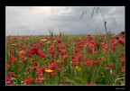 Ma..r di primavera Ma..r di primavera