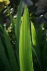 foglia d'iris foglia d'iris
