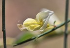 fiore di ginestra