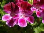 Prove macro Prove macro