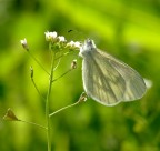 Farfalla