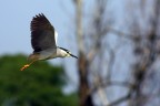 Nitticora in volo ... Nitticora in volo ...
