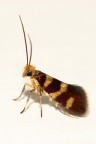 Piccola Falena.... Piccola Falena....