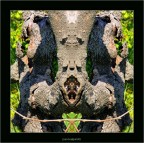 animalaccio animalaccio