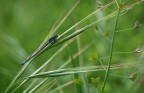 libellula libellula