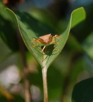 sulla barchetta sulla barchetta